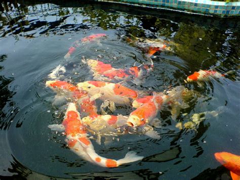 小錦鯉飼養|小錦鯉2一3釐米幼苗如何飼養，需要注意什麼